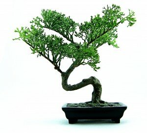 Bonsai trees are a simple way to create a Japanese look